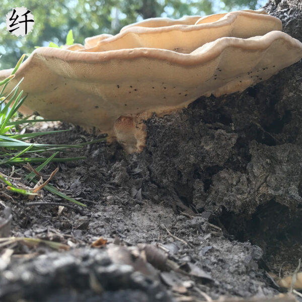 商品图像