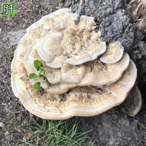 商品图像