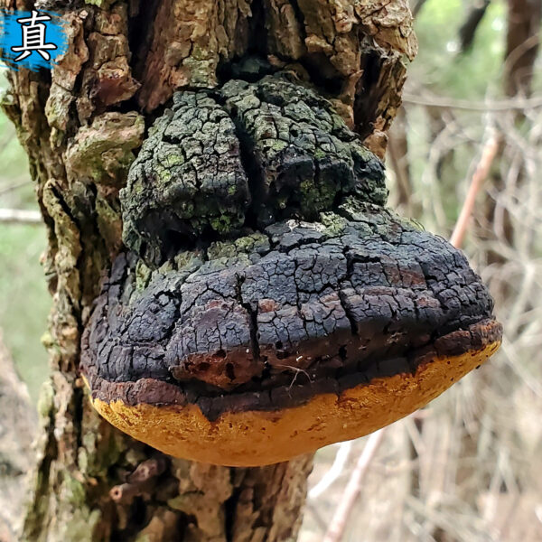 商品图像
