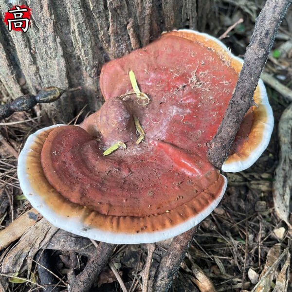 高脂血症