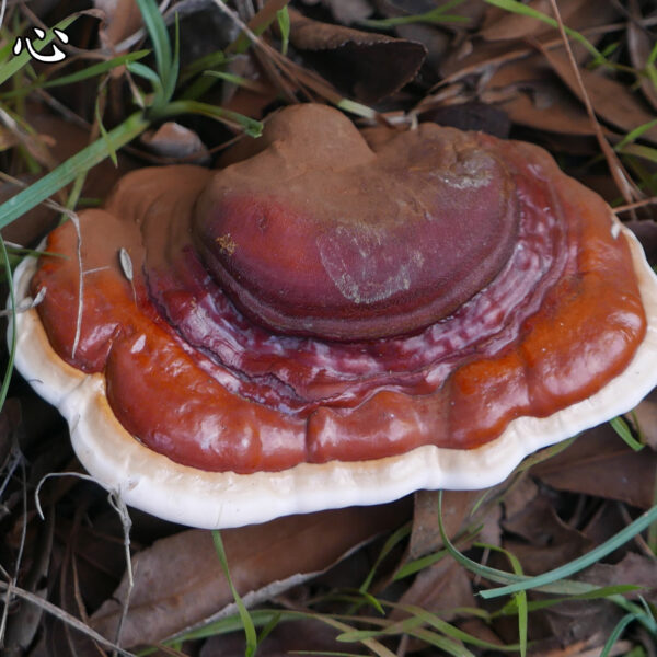心脏病（总论）野生真菌通用方