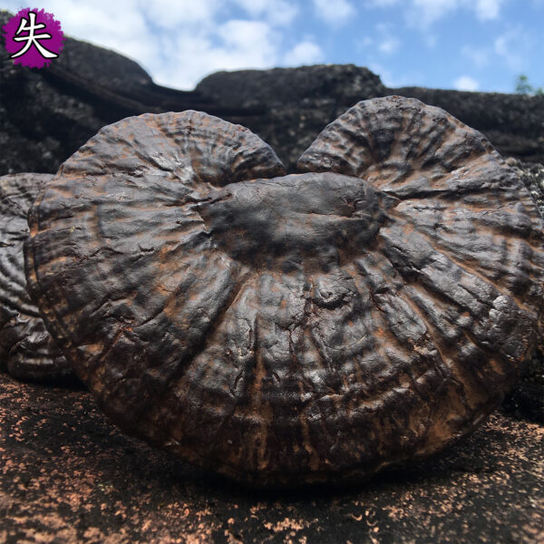 失眠4